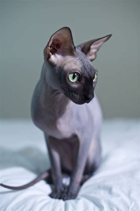 Hairless cats – everything you need to know about。